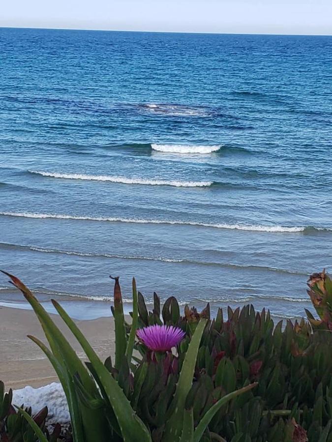 Playa Flamenca Splendid Apartment On The Beach アリカンテ エクステリア 写真